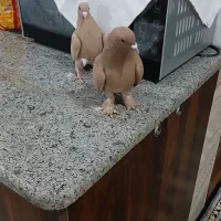 کفتر جفت تخم وجوجه