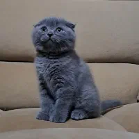 بریتیش و اسکاتیش وارداتی