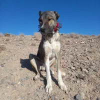 سگ گله|سگ|قهستان, |دیوار