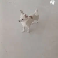 گمشده