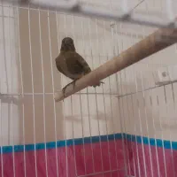 گلبسر|پرنده|بافت, |دیوار