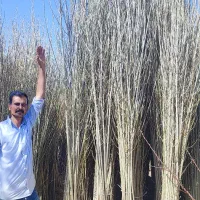 نهال صنوبر نیگرا ترکیه ۲/۵متری فقط ۱۵هزار