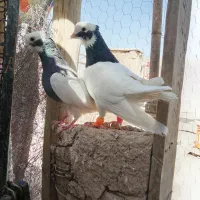 یه جفت طوقی عتیغه