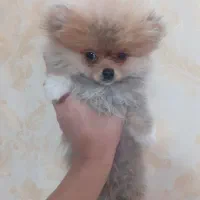 پامرانین خرسی|سگ|مشهد, یوسفیه (شهرک غرب)|دیوار