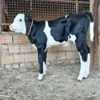 گوساله سیمینتال ماده اصل جنس بالا کلفت از گاو