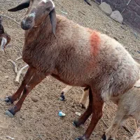 فوری|حیوانات مزرعه|قائن, |دیوار