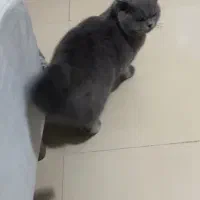 گربه پرشین یا اسکاتیش جهت جفت گیری