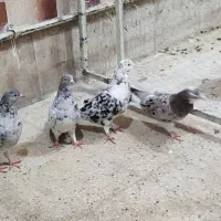 دو جفت نروماده سرورب شرط پرش