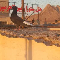 دم سفید|پرنده|قم, جمکران|دیوار