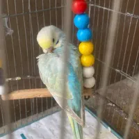 مرغ عشق ماده پروانه ای|پرنده|لامرد, |دیوار