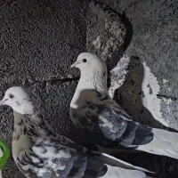 کبوتر|پرنده|تخت, |دیوار