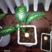 گل دیفن سرحال وشاداب|گل و گیاه طبیعی|اسدآباد, |دیوار