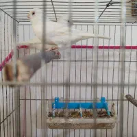 قناری|پرنده|ابهر, |دیوار