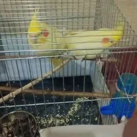 فروش|پرنده|علیآباد کتول, |دیوار