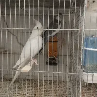 عروس هلندی مولد باجوجه|پرنده|ری, علایین|دیوار