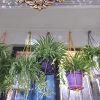 گل های طبیعی|گل و گیاه طبیعی|محمدیه-قزوین, |دیوار