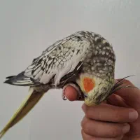 عروس هلندی طوطی|پرنده|باغستان, |دیوار