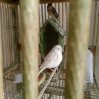 قناری ماده موزاییکی