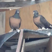 کبوتر پاپری ترکیه‌ای