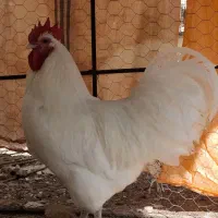 جفت مولد استرالوپ سفید وارداتی