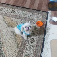 شیتزو فلت اصل مینیاتوری سایز ریز|سگ|پرند, فاز ۳|دیوار