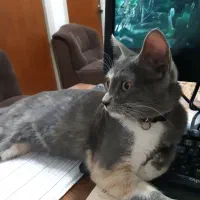 واگزاری گربه|گربه|لاهیجان, گلستان|دیوار