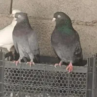 سلام خدمت دوستان عزیز چند جفت کبوترجفتی 600