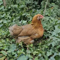 واگذاری مرغ و خروس و اردک