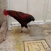 خروس