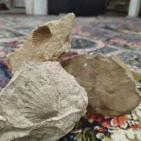 فسیل صدف|جواهرات|تهران, نعمت‌آباد|دیوار