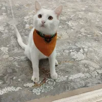 گربه تربیت شده|گربه|کاشمر, |دیوار