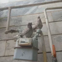 جفت سرور معاوضه