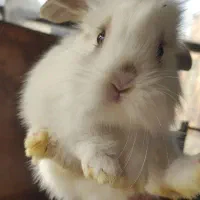 بچه خرگوش|موش و خرگوش|هشتگرد, اردهه|دیوار