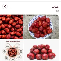 عناب محصول امسال