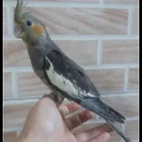 عروس هلندی سه ماهه اهلی