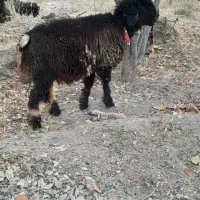 بره قوچ شهر کردی|حیوانات مزرعه|کامفیروز, |دیوار