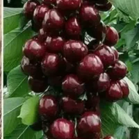نهالستان تخصص نهال برتر