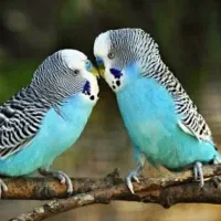 دو عدد مرغ عشق نروماده رنگایه جذاب