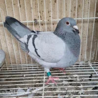 کبوتر مسافتی پلاکی