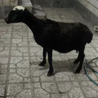 میش جوان