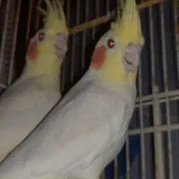 دو جفت عروس هلندی چشم شرابی مولد در عجب شیر|پرنده|عجب شیر, |دیوار