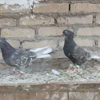 دوتا ماده کوهی دمسفید نسل پرتقالی دمسفید|پرنده|اهواز, کیان اباد|دیوار
