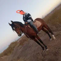 سلام اسب نریان به فروش می رسد|اسب و تجهیزات اسب‌سواری|رفسنجان, |دیوار