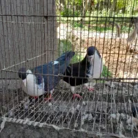 یک جفت ساده سیاه نر وماده