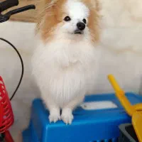 فروش سگ پامر روباهی نر|سگ|علیآباد کتول, |دیوار