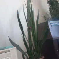 گوله خانگی دو عدعد