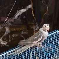 یکی نر۳ساله سخنگو ویکی دیگر ۴ماه است