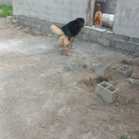 ژرمن دورگه مو بلند خوش استیل پشت خم