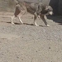 نگهبان