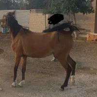 مادیان
